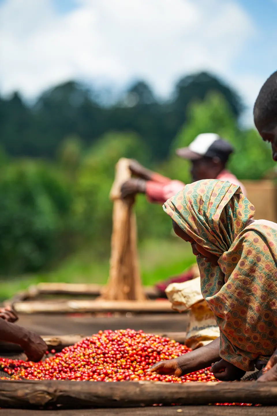 Hand-picked Bourbon coffee cherries from Kayanza